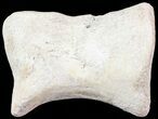 Hadrosaur Toe Bone - Alberta (Disposition #-) #71675-2